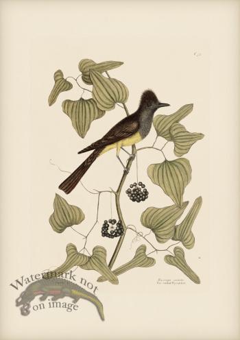 052 Crefted Flycatcher
